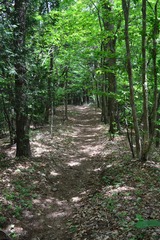 20110604mitou (23)