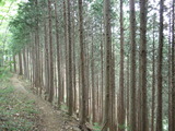 20110604mitou (40)