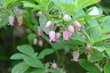 iide1 (55)