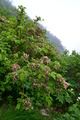 iide5 (100)