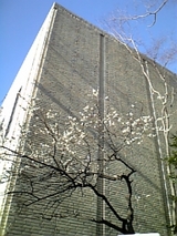 2008白梅