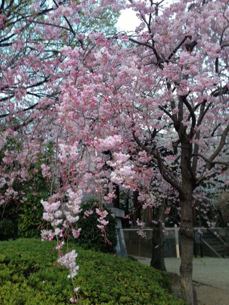 増上寺の桜