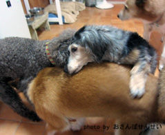 doghotel3