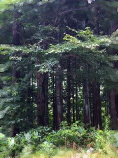 Fuji2011_sun2