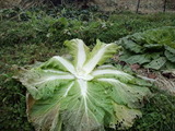 CA3I0002