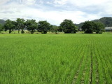 CA3I0005