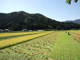 CA3I0005