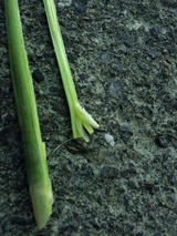 CA3I0002