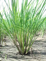 CA3I0017