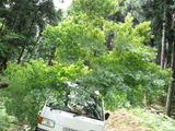 CA3I0029