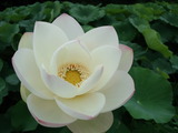 CA3I0022