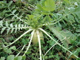 CA3I0005