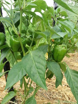 CA3I0014