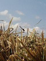 CA3I0047