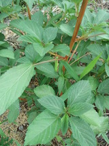 CA3I0010