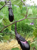 CA3I0007