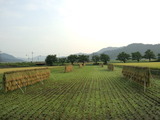 CA3I0016