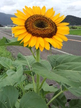 CA3I0011
