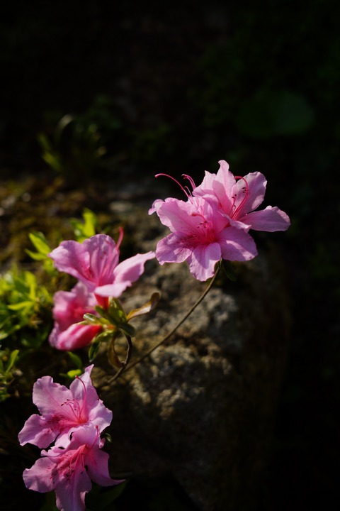 DSC02226
