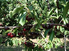 Fruits at Brentwood 9