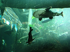 California Academy of Science California Academy of Science