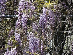2009 Flowers in Berkeley_ 9
