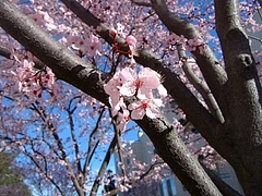 春だね 14