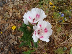 2009 18762