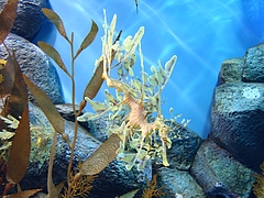 Monterey Bay Aquarium Monterey Bay Aquarium