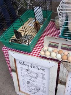 free range eggs
