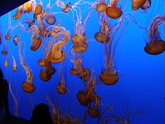 Monterey Bay Aquarium Monterey Bay Aquarium
