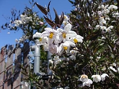 Flowers in Berkeley 2009_ 8