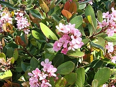 Flowers in Berkeley 2009_ 11