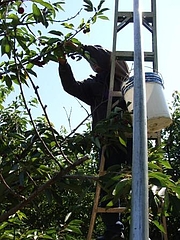 Fruits at Brentwood 11
