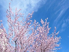 春だね 15