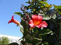 Flowers in Berkeley 2009_ 7