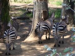 oaklandzoo6