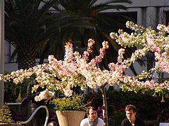 2009 Flowers in Berkeley_ 5