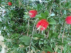 2009 Flowers in Berkeley_ 8