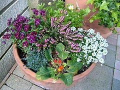 Flowers in Berkeley 2009_ 15