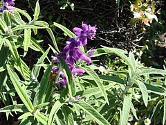 Flowers in Berkeley 2009_ 12