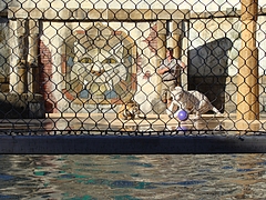 シックスフラッグス・ディスカバリーキングダム@Vallejo, CA シックスフラッグス・ディスカバリーキングダム@Vallejo, CA
