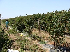Fruits at Brentwood 4