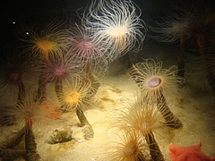 Monterey Bay Aquarium Monterey Bay Aquarium