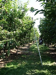 Fruits at Brentwood 12