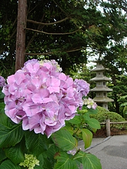 Japanese Tea Garden @ San Francisco Japanese Tea Garden @ San Francisco
