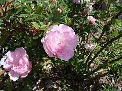 Flowers in Berkeley 2009_ 3
