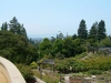 rose garden
