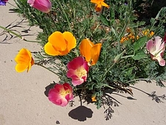 Flowers in Berkeley 2009_ 6