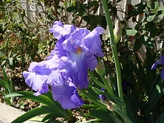 Flowers in Berkeley 2009_ 4
